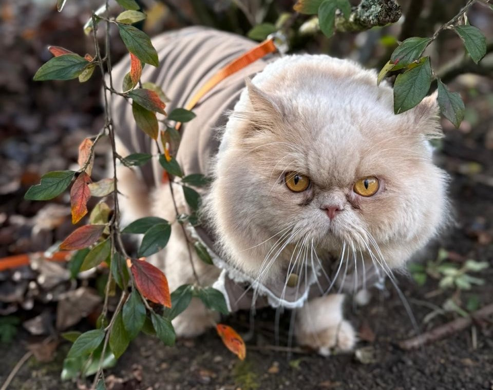Chat Persan : Caractère, Prix et Couleurs !