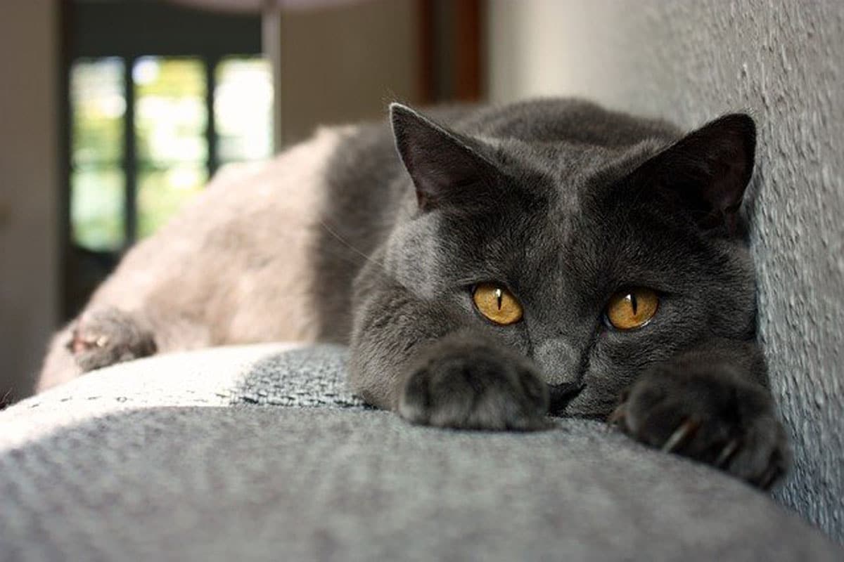 Chat le chartreux : Caractère et prix