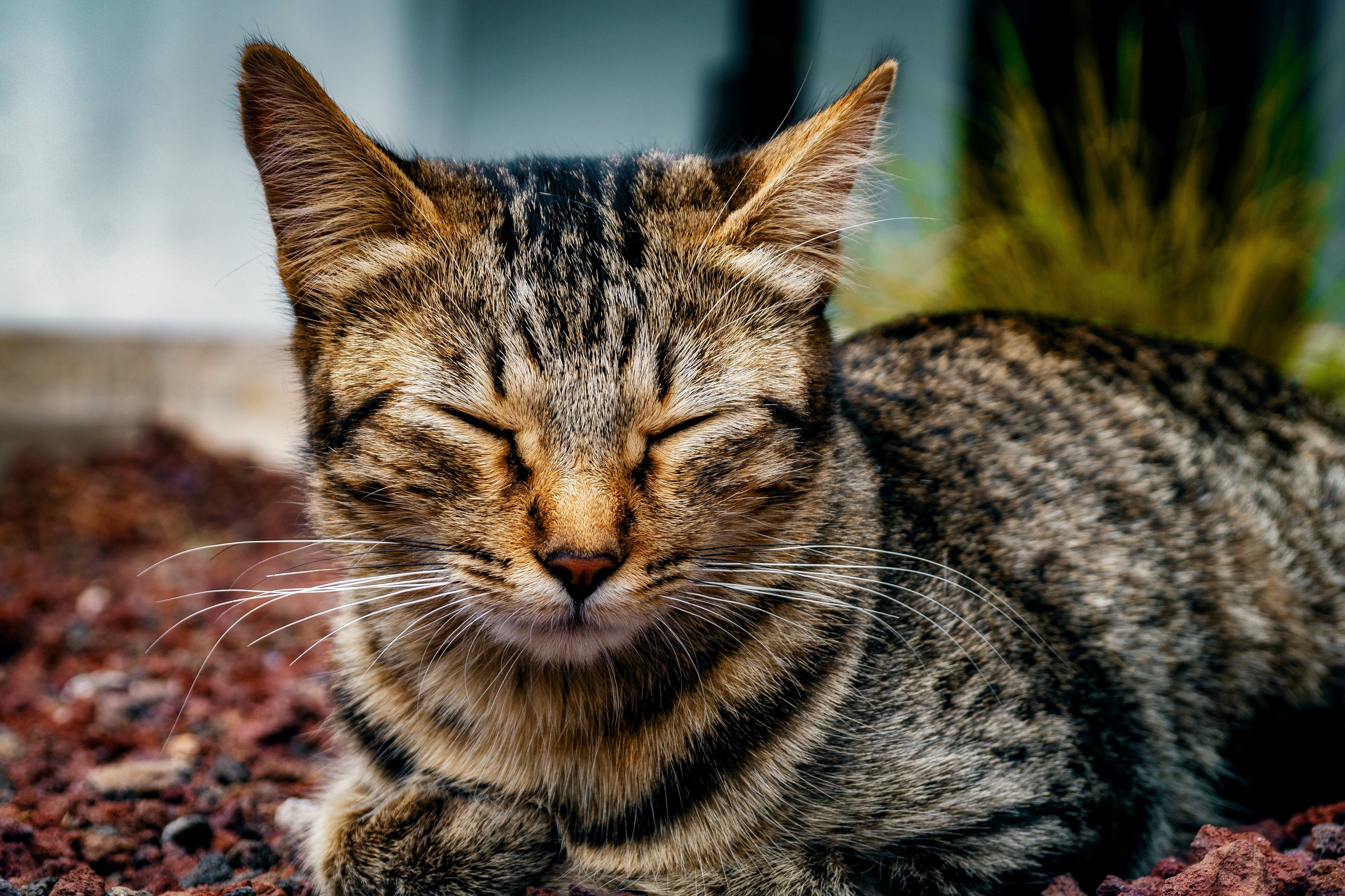 chat-ronronne-en-dormant