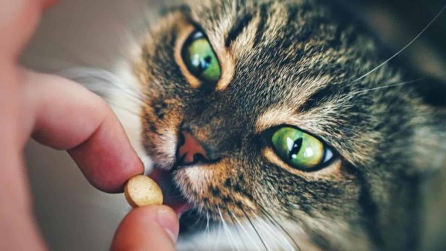 Chat et vermifuge : que faut-il savoir ?