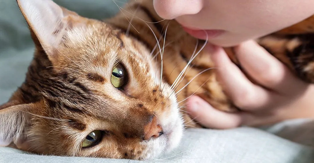 Souffle au cœur chat : espérance et traitements