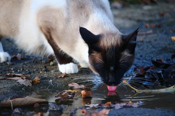 Les-fontaines-à-eau-pour-chats-une-solution-pratique