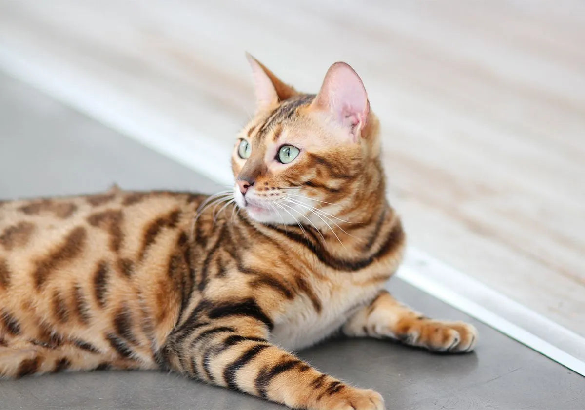 Le chat Bengal : prix, taille et caracteristique