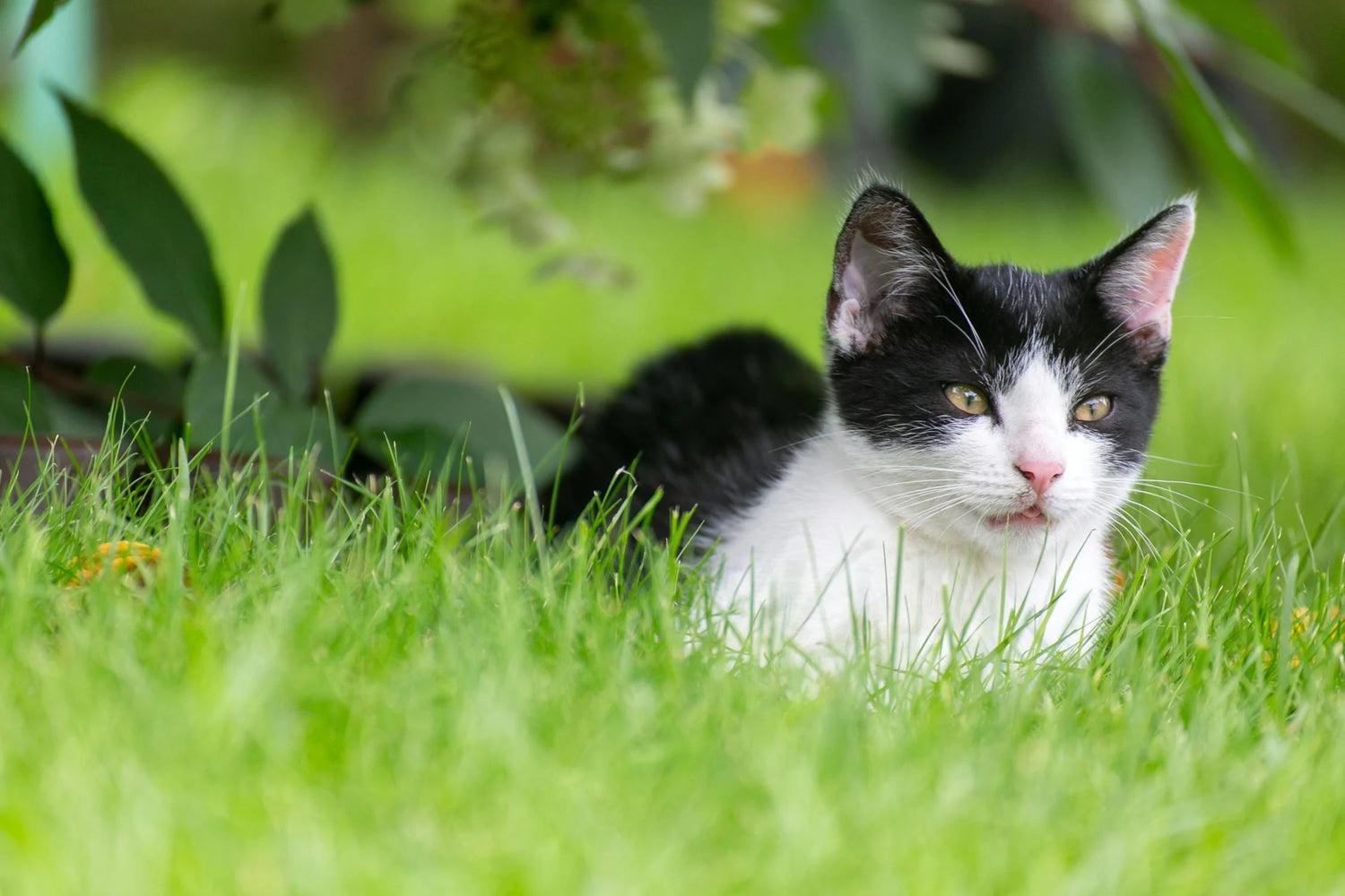 Chat noir blanc : découvrez l'origine de cette élégance unique