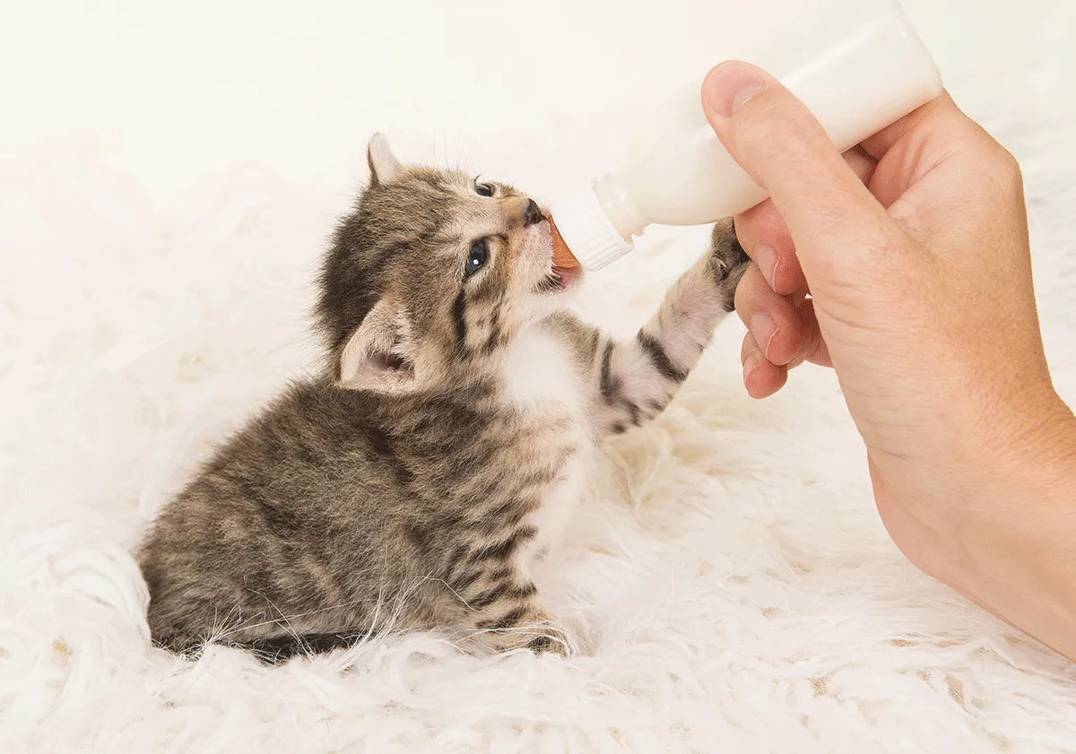 À quel âge commencer le sevrage d'un chaton ?