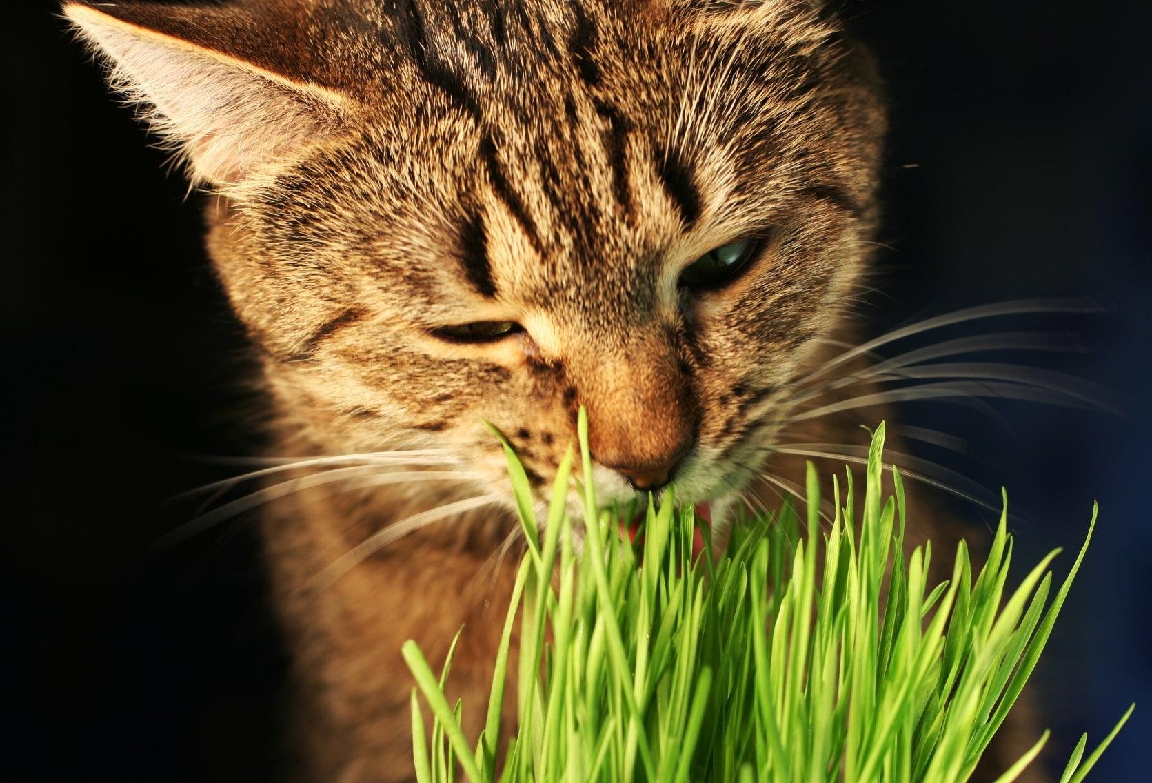 L'herbe à chat : un stimulant naturel pour divertir et détendre votre félin !