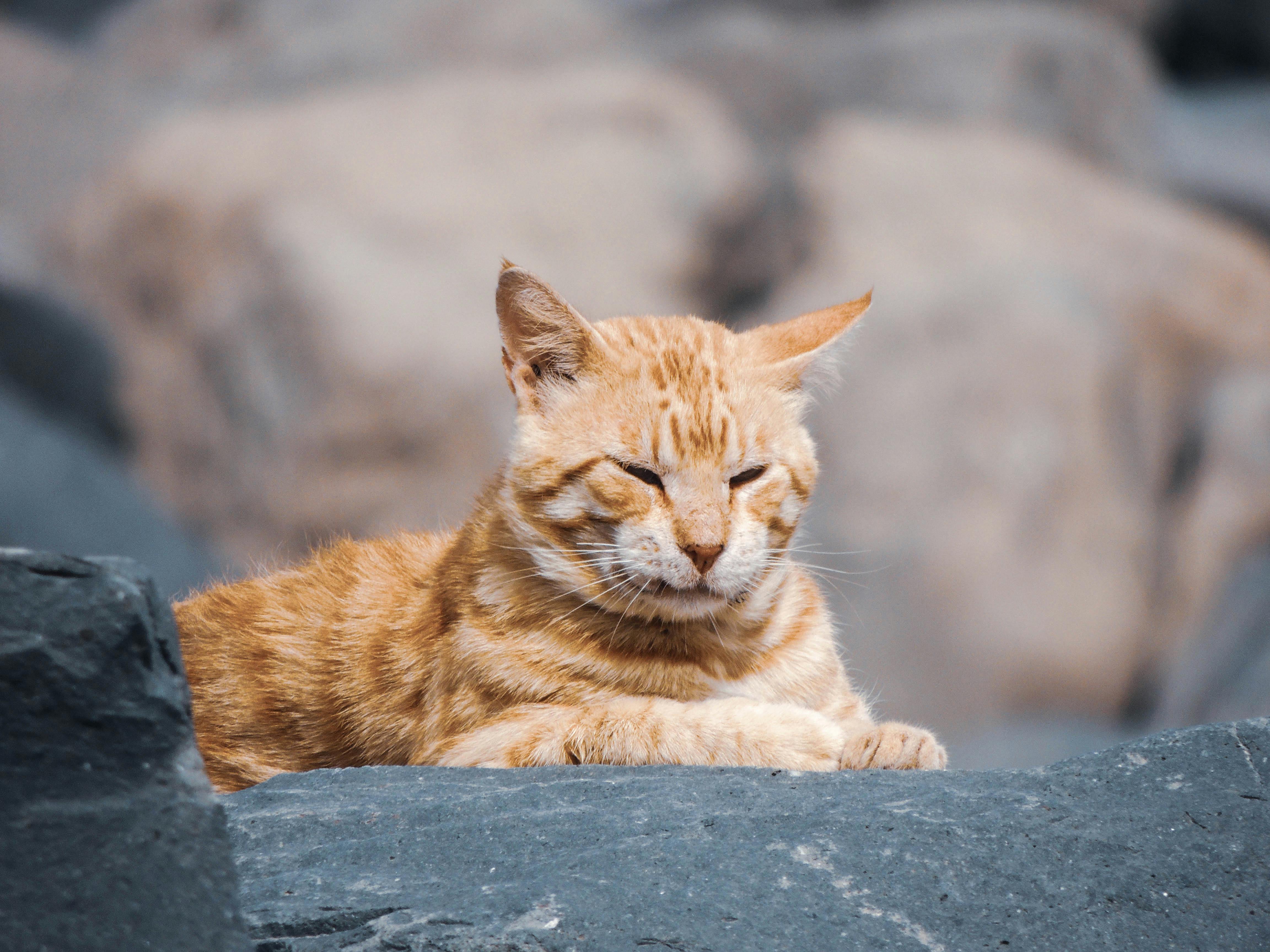 Plisser les yeux en regardant mon chat : est-ce mal ?