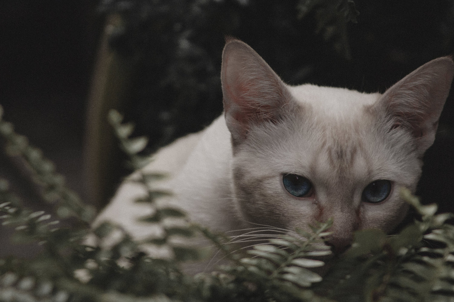 chat-blanc-yeux-bleus